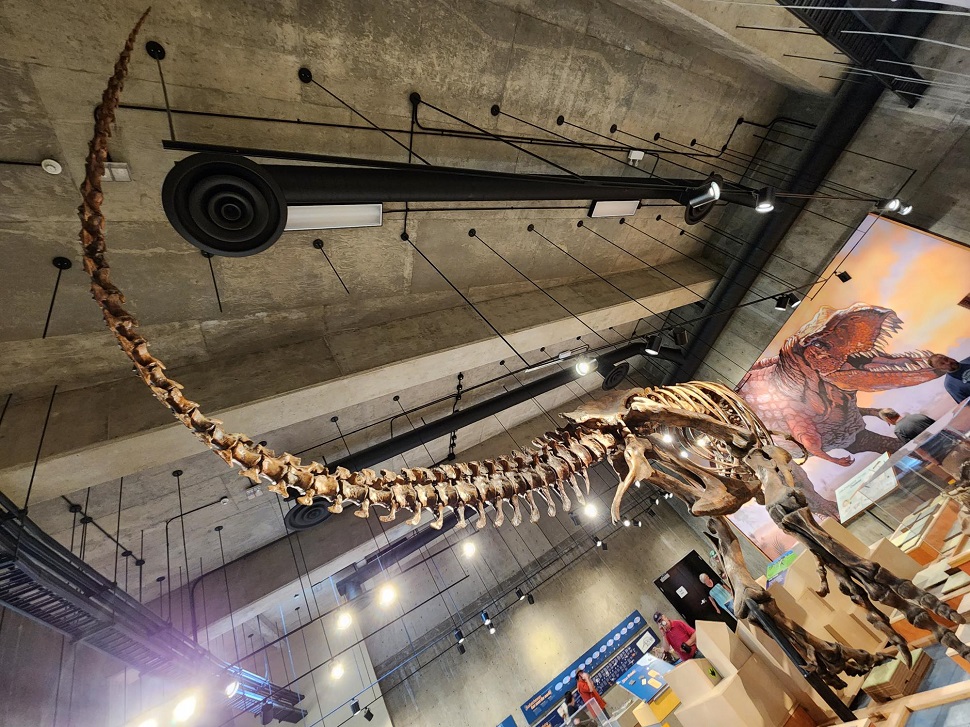 Worlds largest T-Rex gets ready to say goodbye for 2023